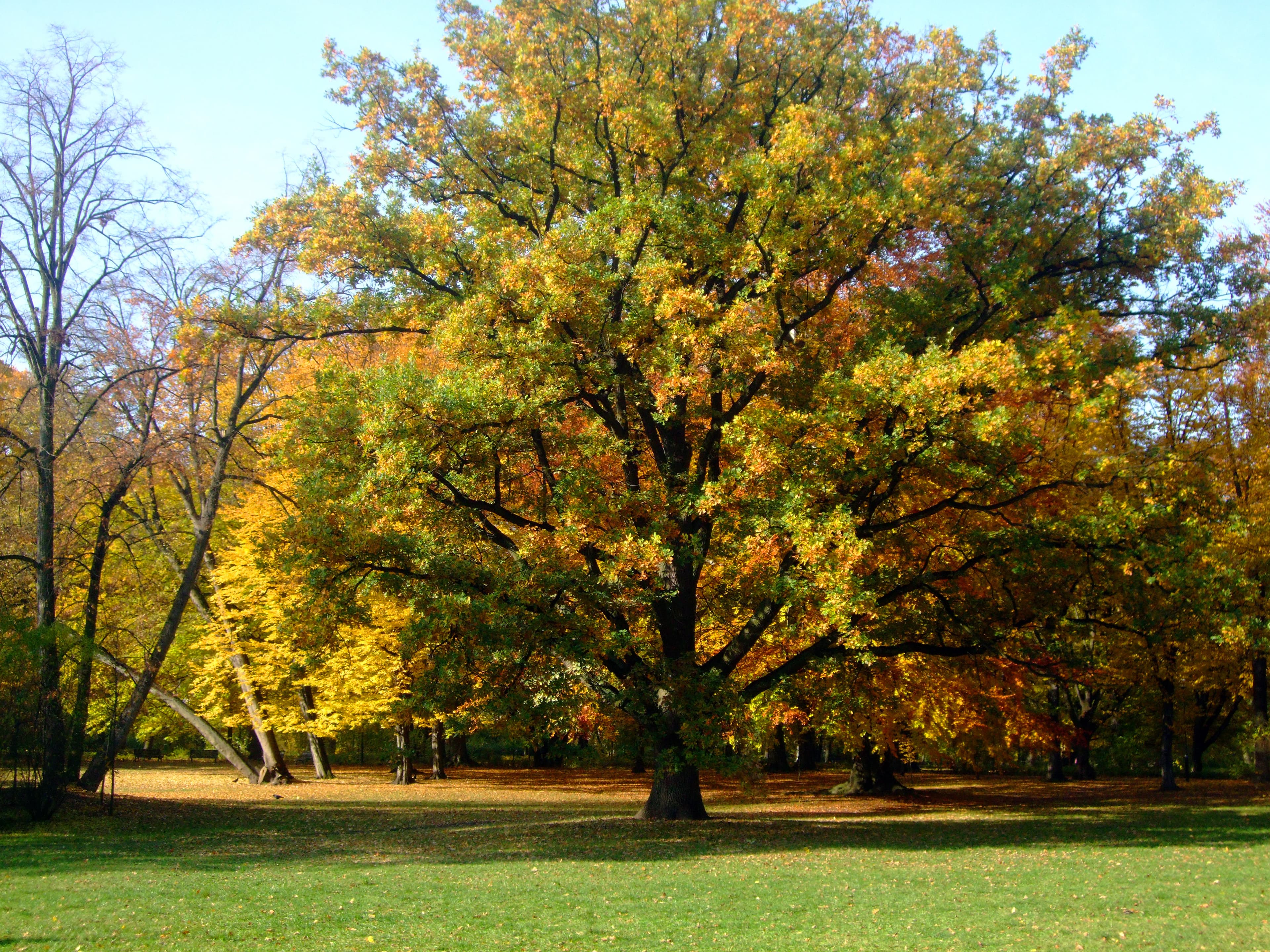 Peaceful autumn forest path